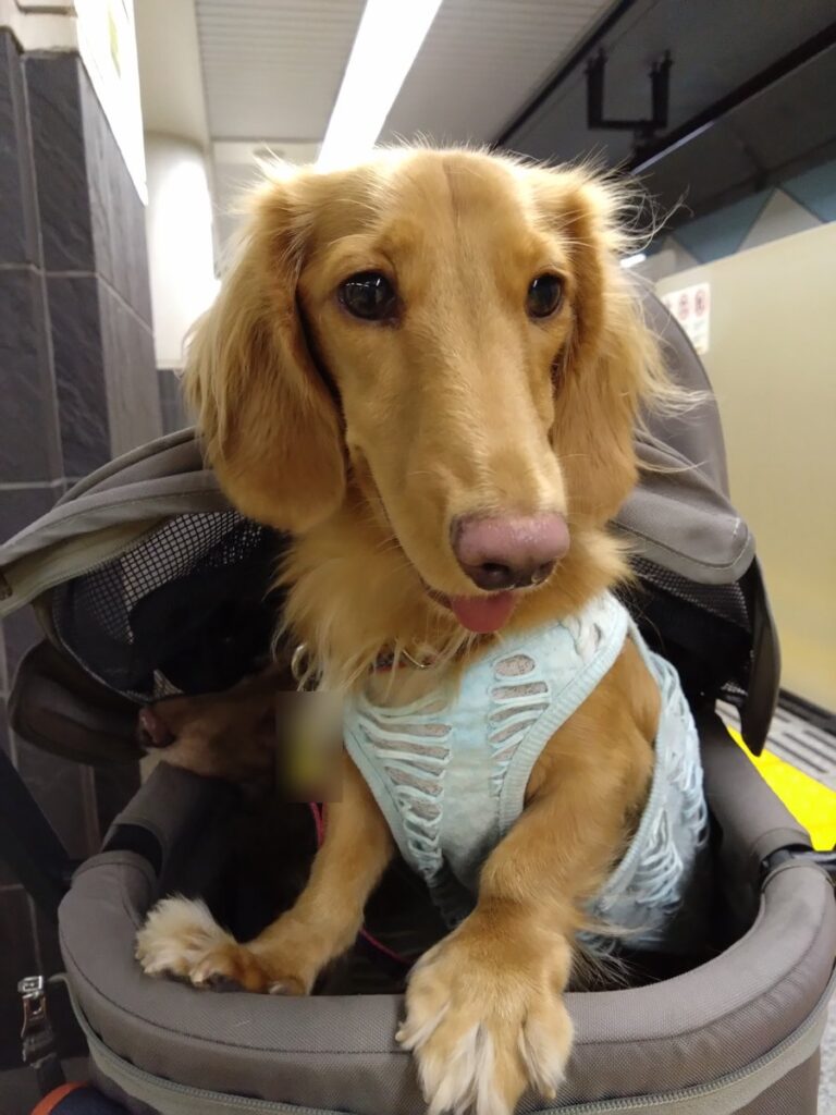 カートに乗った耳の聞こえない保護犬ロッキー